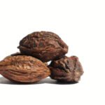 closeup of dry terminalia chebula or haritaki fruit isolated on ground