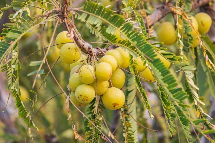 आंवला: आयुर्वेद का अमर रसायन धात्री फल Abunch of Amla fruits