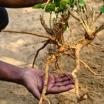 A man holding the plants of Ashwagandha
