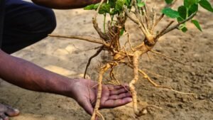 A man holding the plants of Ashwagandha