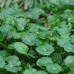 brahmi herb plants