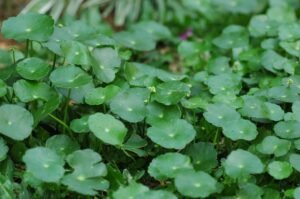 brahmi herb plants