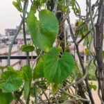 giloy ki bel aur leaves