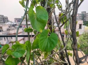 गिलोय: आयुर्वेद की ‘अमृता’ क्यों मानी गई? जानिए गुण-कर्म, उपयोग और घरेलू प्रयोग giloy ki bel aur leaves