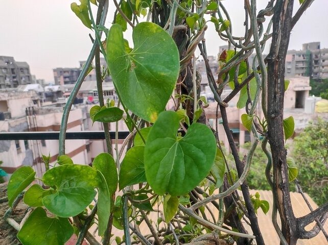 गिलोय: आयुर्वेद की ‘अमृता’ क्यों मानी गई? जानिए गुण-कर्म, उपयोग और घरेलू प्रयोग giloy ki bel aur leaves