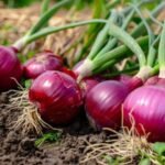 Raw onion plants on ground