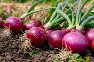 Raw onion plants on ground