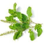 Tulsi leaves with seeds