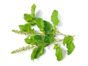 Tulsi leaves with seeds