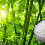 bamboo trees and vancshlochan in a glass bowl